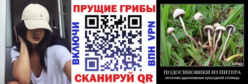 Галлюциногенные грибы Cubensis Чистополь
